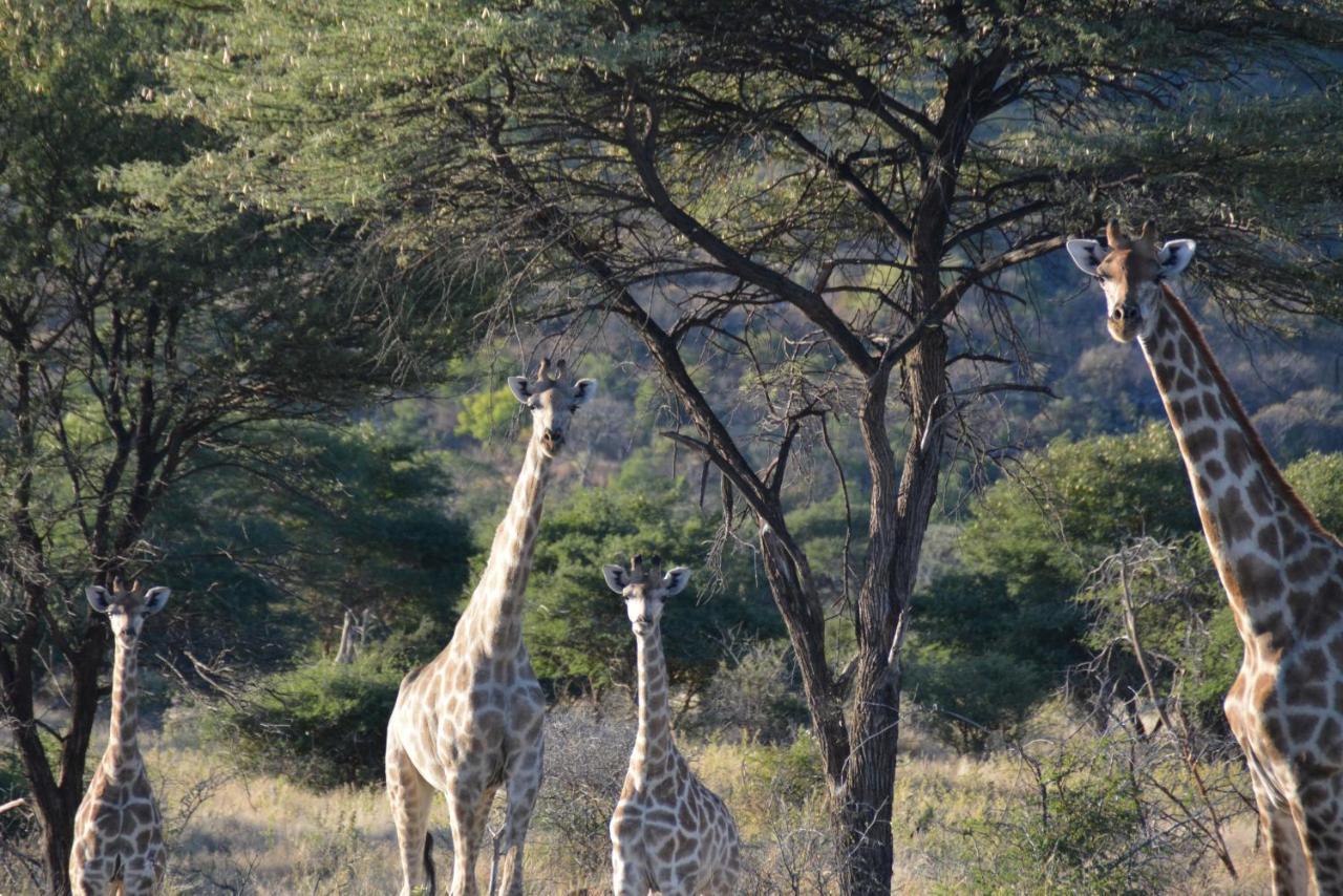 Gabus Game Ranch Villa Otavi Exterior photo